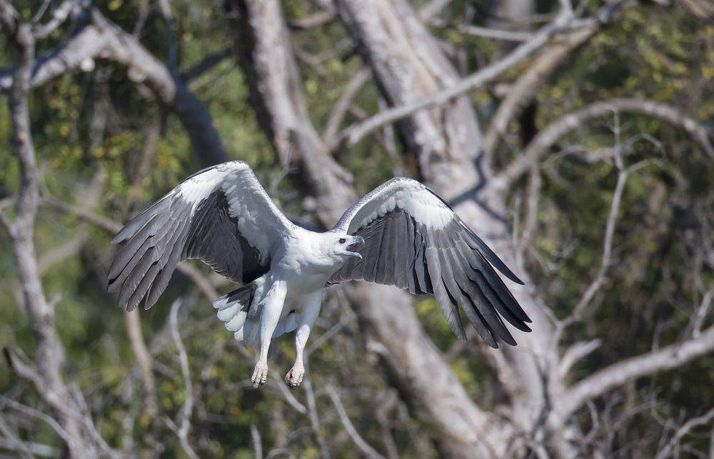 White-bellied sea eagle (commons.m.wikimedia.org/Jim Bendon)