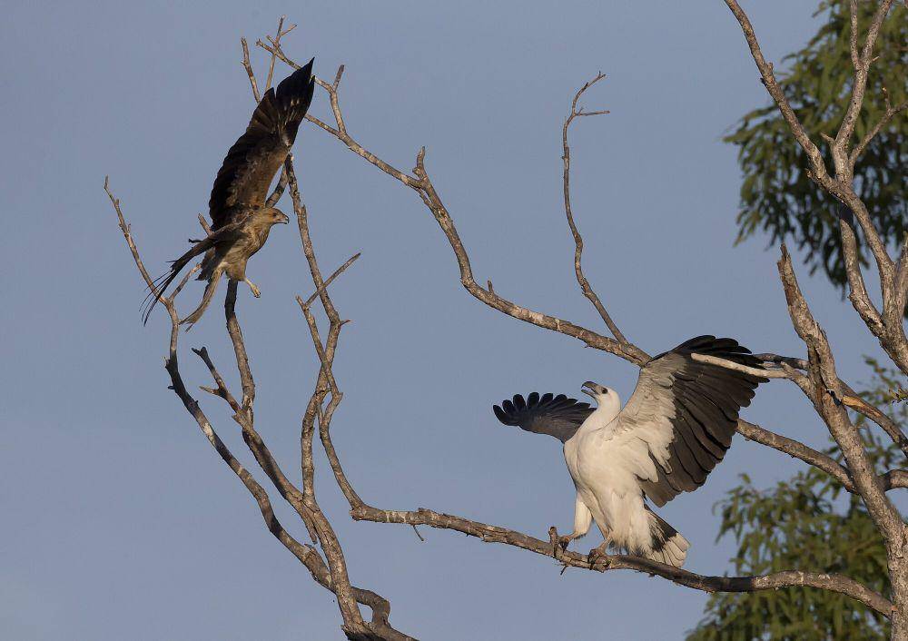 White-bellied sea eagle (commons.m.wikimedia.org/Jim Bendon)