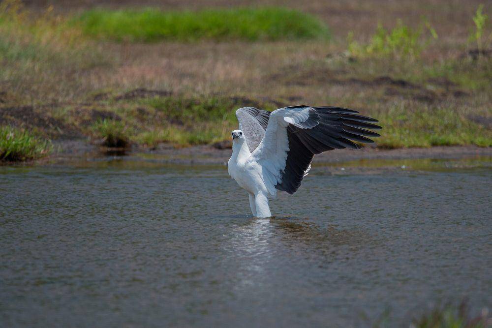 White-bellied sea eagle (commons.m.wikimedia.org/Manojiritty)