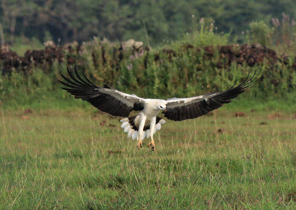 White-bellied sea eagle (commons.m.wikimedia.org/Afsarnayakkan)