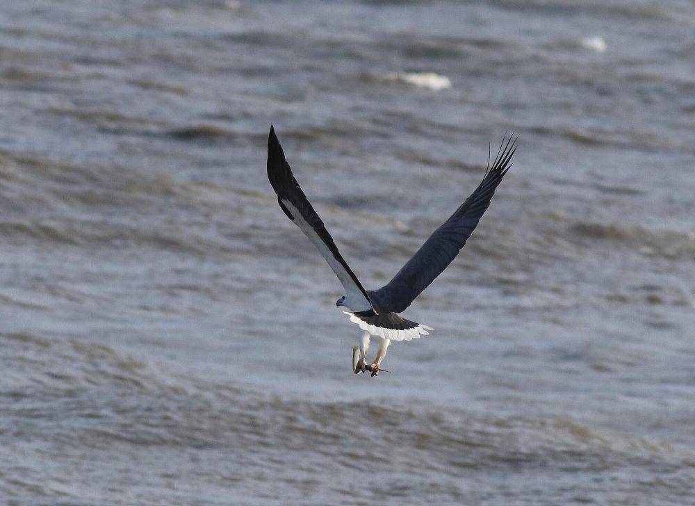 White-bellied sea eagle (commons.m.wikimedia.org/Afsarnayakkan)