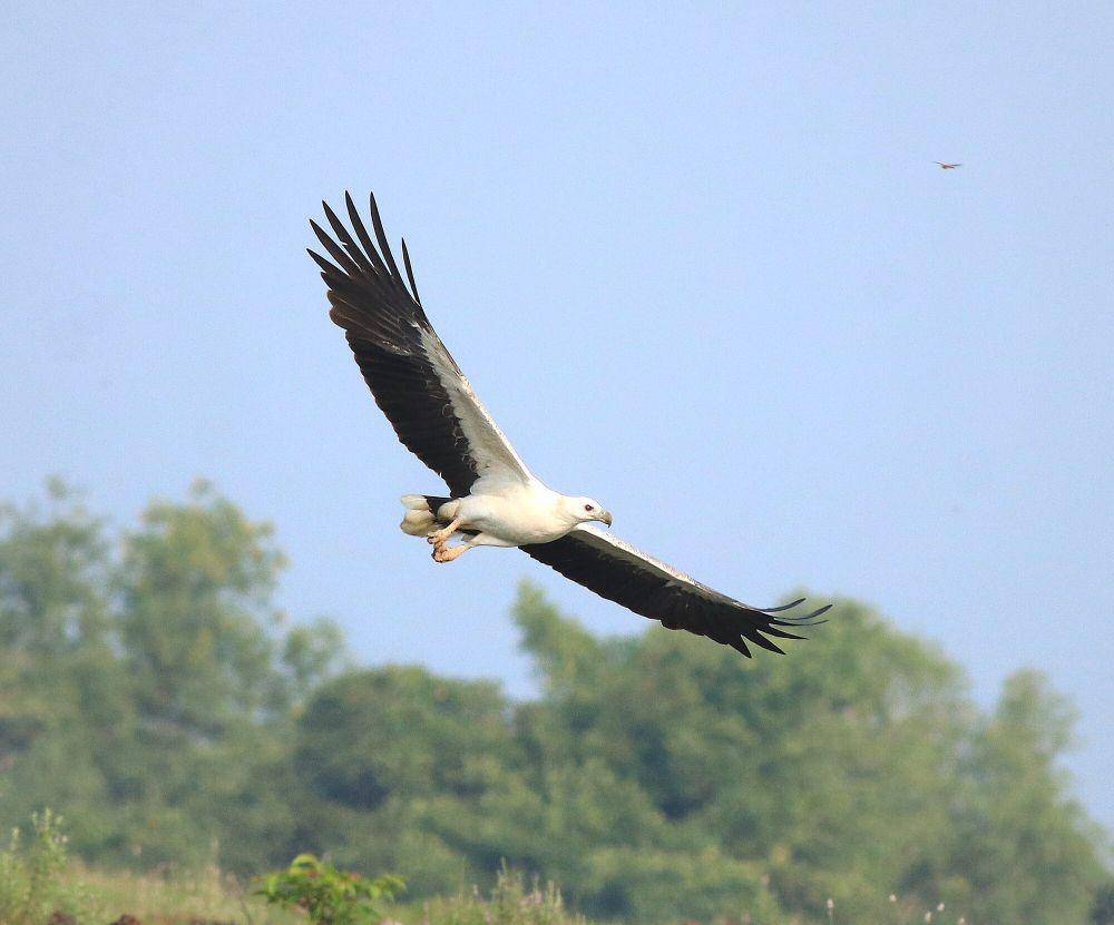 White-bellied sea eagle (commons.m.wikimedia.org/Afsarnayakkan)