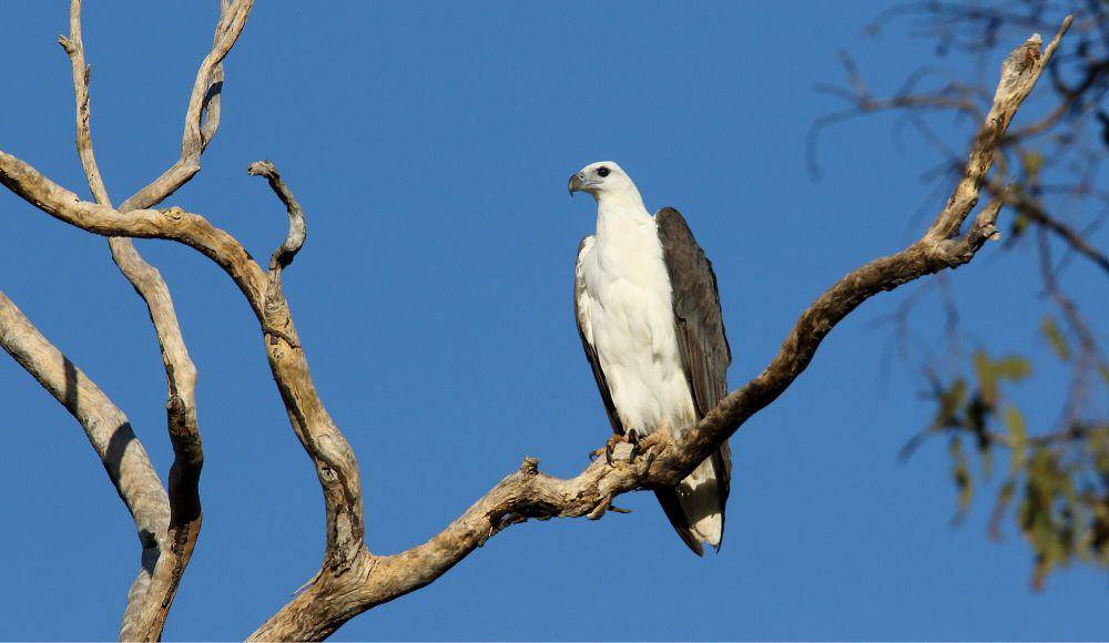 White-bellied sea eagle (commons.m.wikimedia.org/Dominic Sherony)