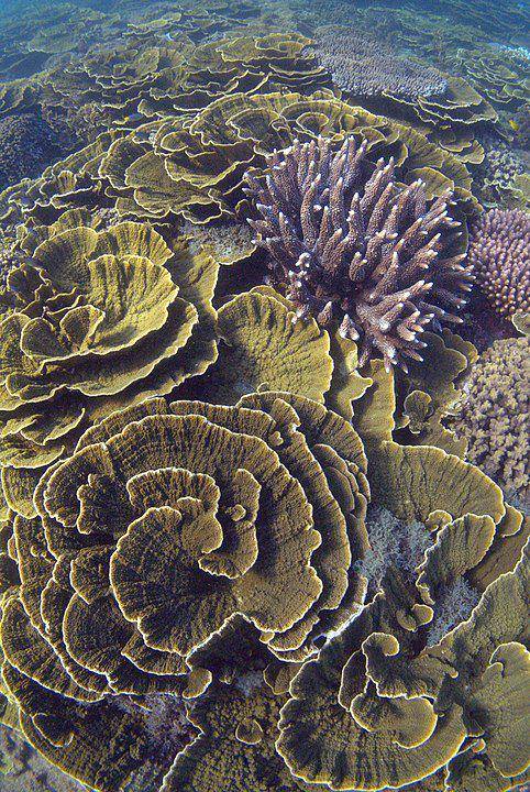 ilustrasi karang montipora (wikimedia.org/Holobionics)