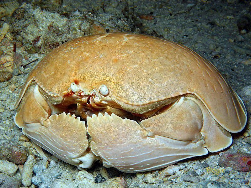 10 Spesies Kepiting Kotak, Salah Satunya Memiliki Tubuh Menawan