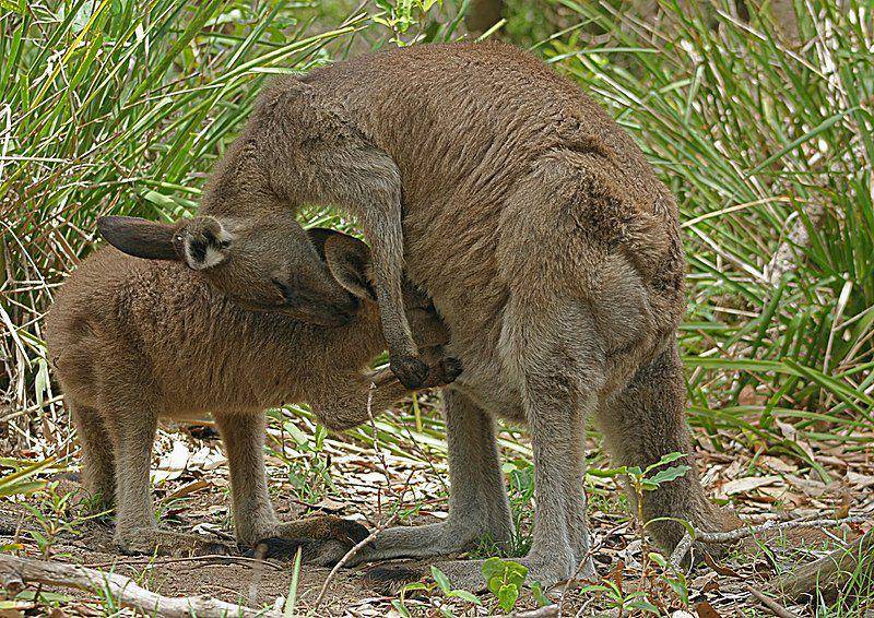 Eastern grey kangaroo (commons.wikimedia.org/Toby Hudson)