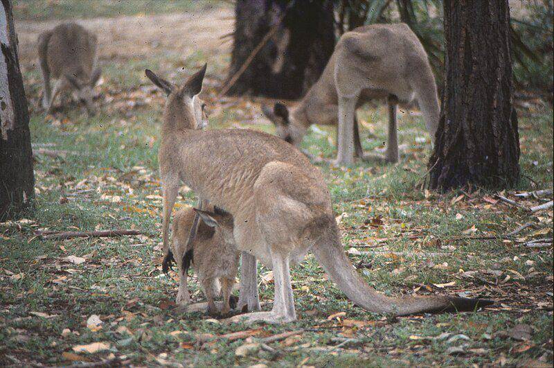 Eastern grey kangaroo (commons.wikimedia.org/John Robert McPherson)