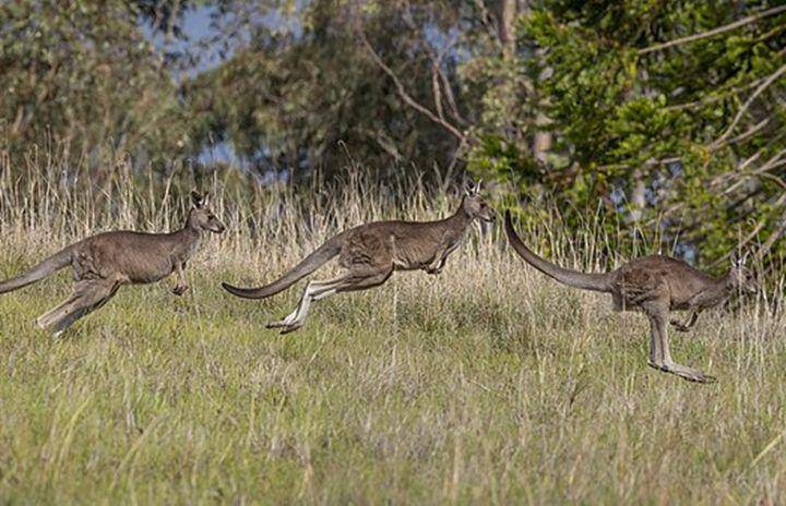 Eastern grey kangaroo (commons.wikimedia.org/Charles J.Sharp)