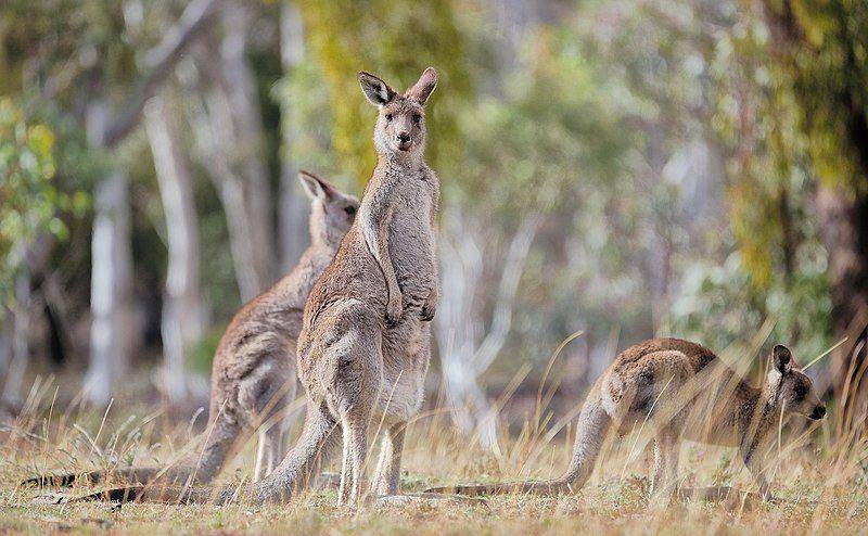 Eastern grey kangaroo (commons.wikimedia.org/Thennicke)