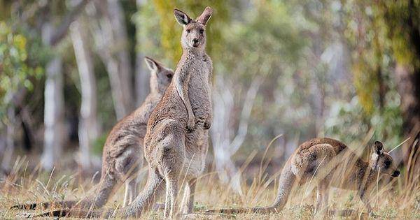 Eastern grey kangaroo (commons.wikimedia.org/Thennicke)