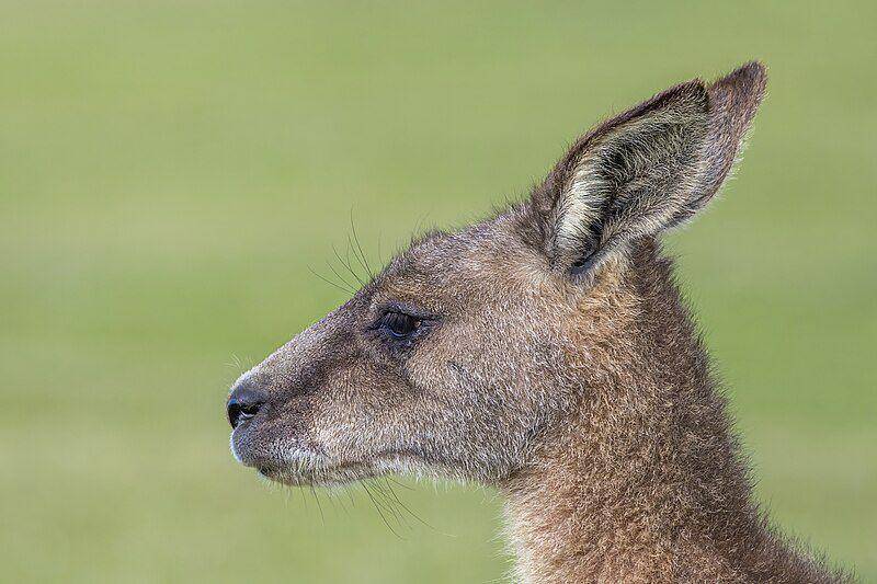 Eastern grey kangaroo (Charles J. Sharp)