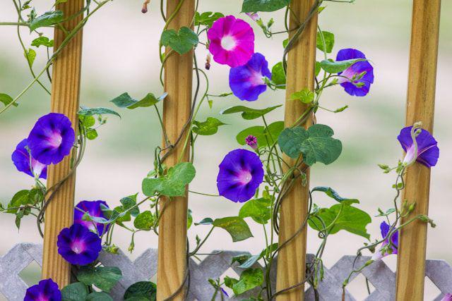 ilustrasi morning glory (unsplash.com/Gary Fultz)