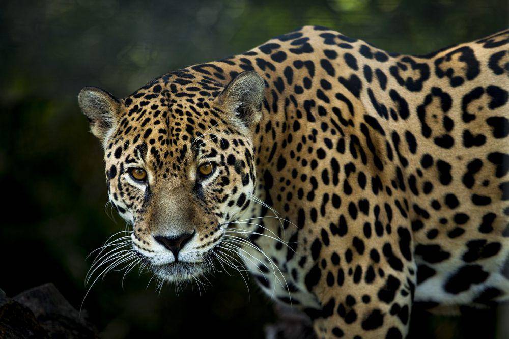 ilustrasi jaguar (pixabay.com/IrmaB)