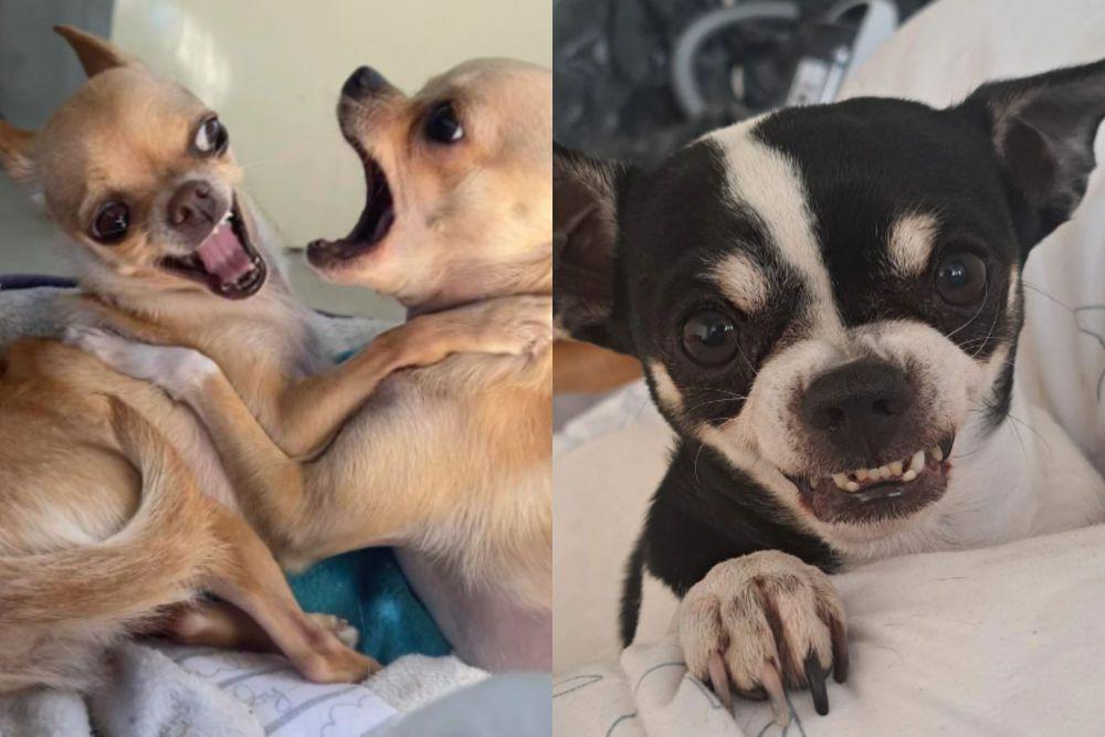 7 Potret Kocak Anjing Chihuahua Tantrum, Muka Marahnya Bikin Ngakak