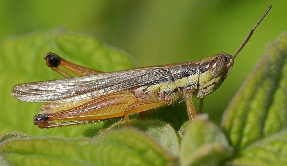 Belalang hijau (inaturalist.org/parhassus)