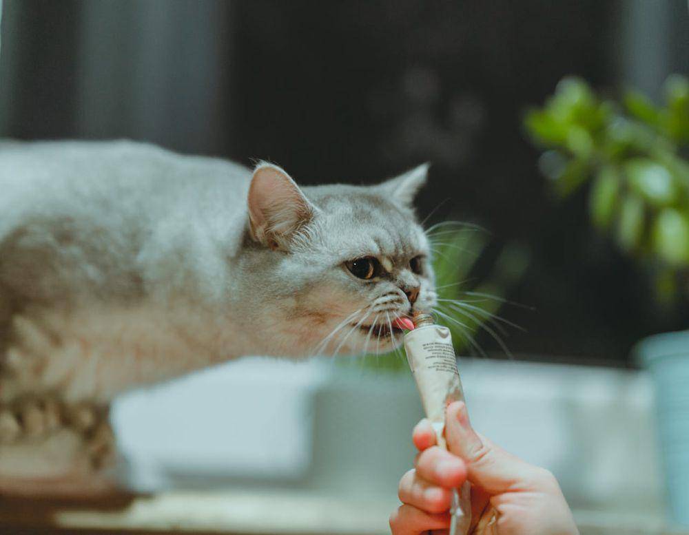ilustrasi kucing menjilat  (pexels.com/Anjie Qiu)