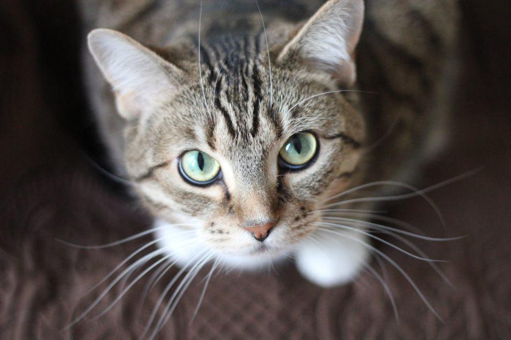 Kenapa Kucing Suka Mengikuti Kita? Ternyata Ini Alasannya