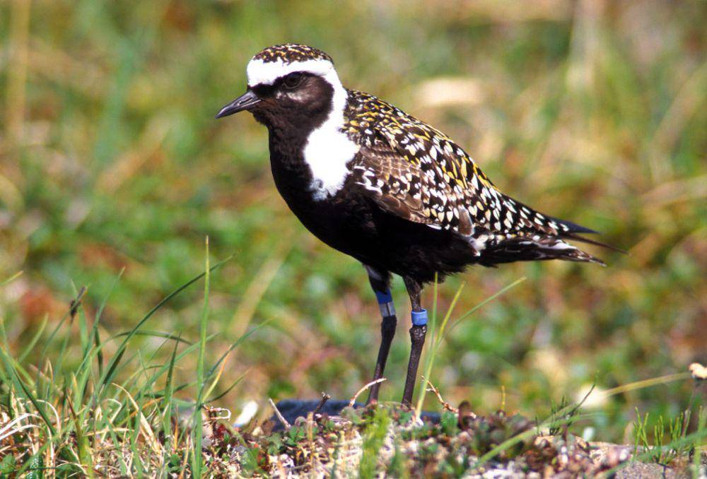 American golden plover (commons.wikimedia.org/O.W. Johnson)