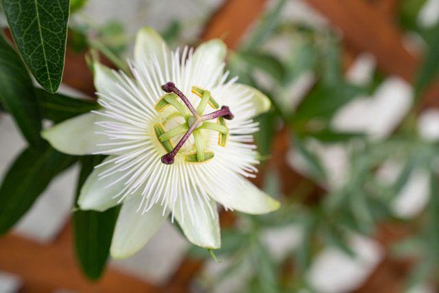 ilustrasi tanaman passionflower (unsplash.com/Rémi J)
