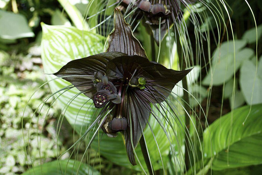 5 Hal yang Perlu Diketahui tentang Bunga Kelelawar Hitam