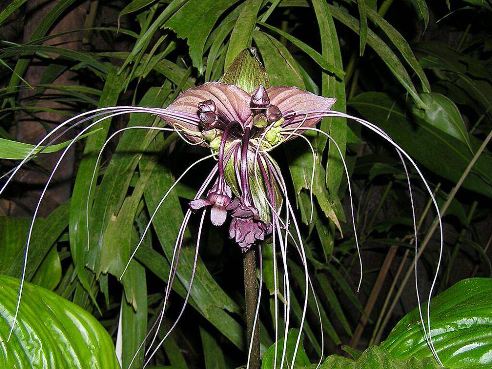 ilustrasi bunga kelelawar hitam (commons.wikimedia.org/Nasser Halaweh)