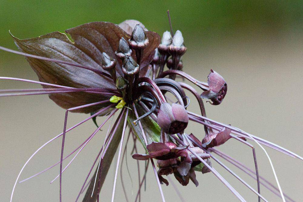 ilustrasi bunga kelelawar hitam (commons.wikimedia.org/Leyo)