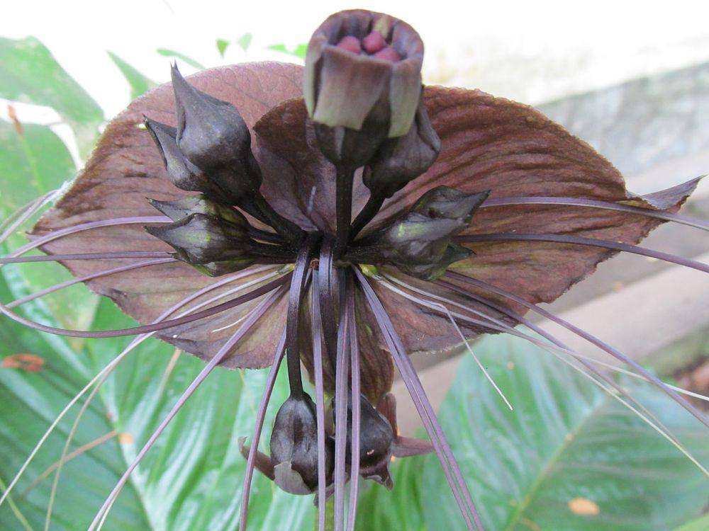 ilustrasi bunga kelelawar hitam (commons.wikimedia.org/Navaneeth Krishnan S)
