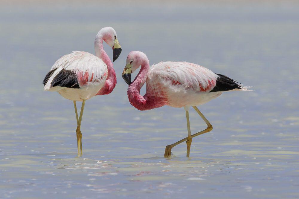 6 Fakta Andean Flamingo, Berpindah ke Dataran Rendah saat Musim Dingin