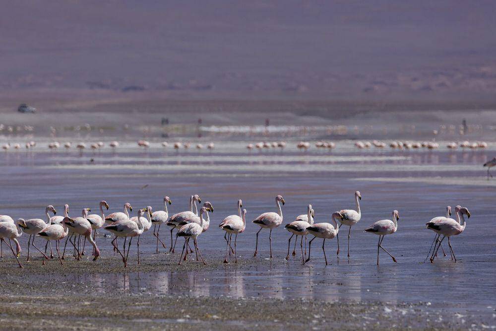 Andean flamingo (commons.m.wikimedia.org/Thomas Fuhrmann)