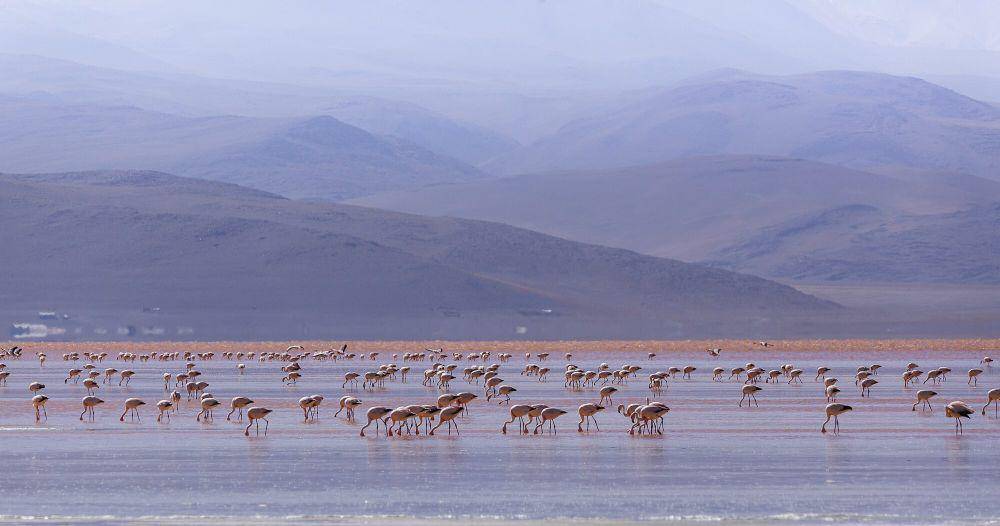 Andean flamingo (commons.m.wikimedia.org/Thomas Fuhrmann)