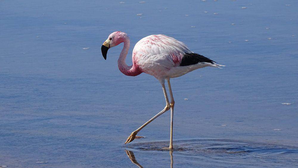 Andean flamingo (commons.m.wikimedia.org/Walter Roger Klein)