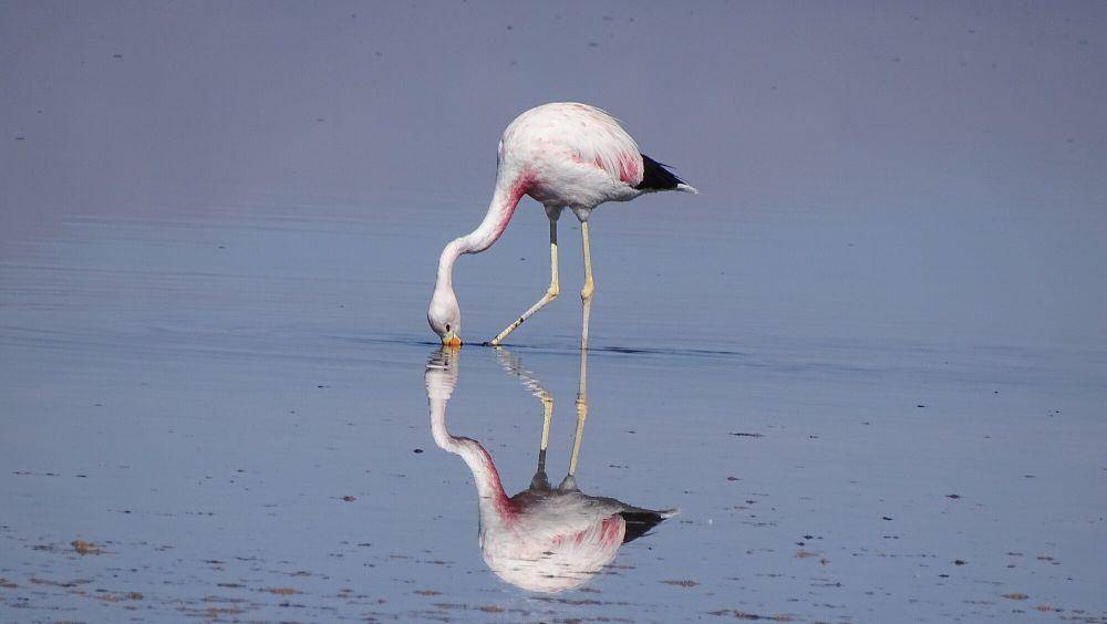 Andean flamingo (commons.m.wikimedia.org/Walter Roger Klein)