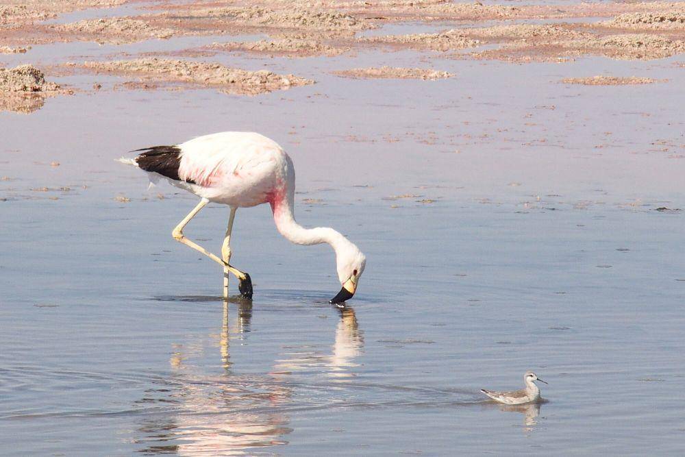 Andean flamingo (commons.m.wikimedia.org/Haplochromis)