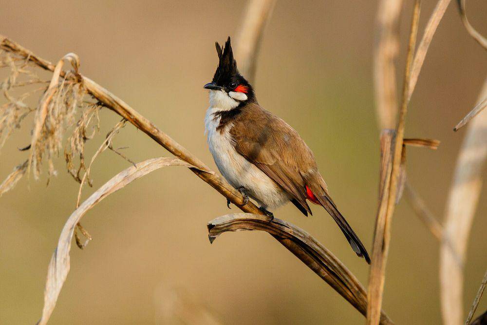 Red-whiskered bulbul (commons.m.wikimedia.org/Nrik Kiran)
