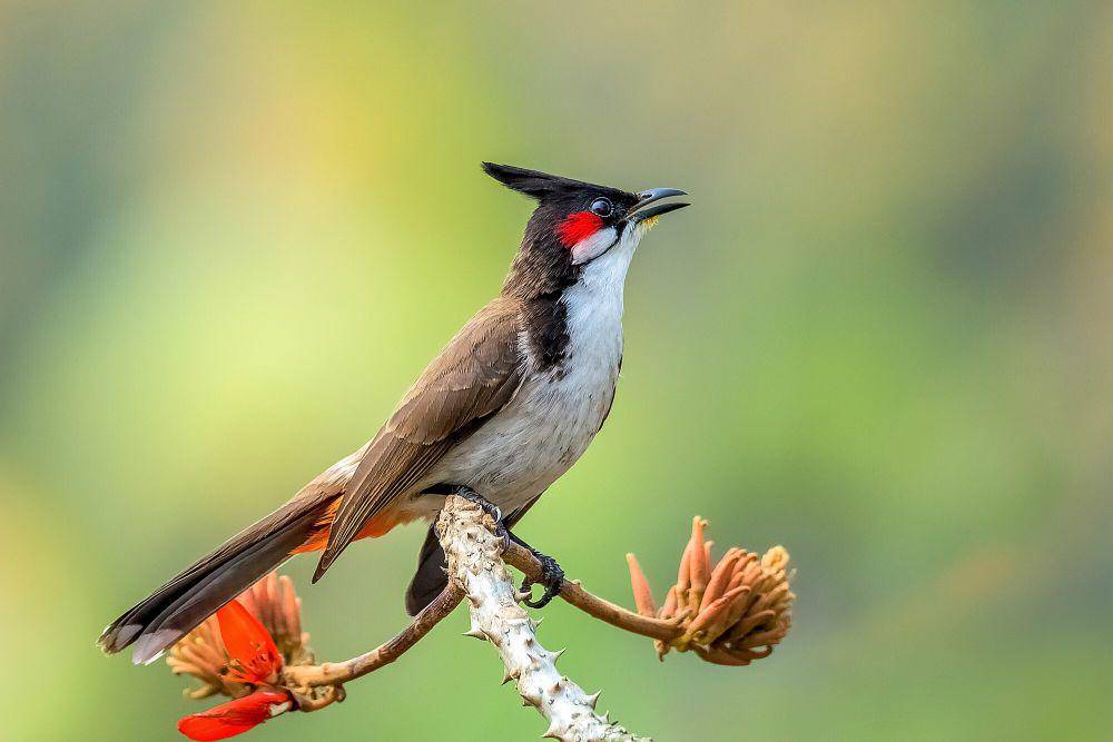 Red-whiskered bulbul (commons.m.wikimedia.org/Nafis Ameen)