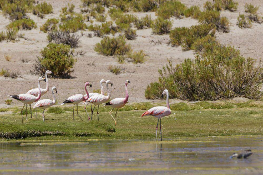 Andean flamingo (commons.m.wikimedia.org/Thomas Fuhrmann)