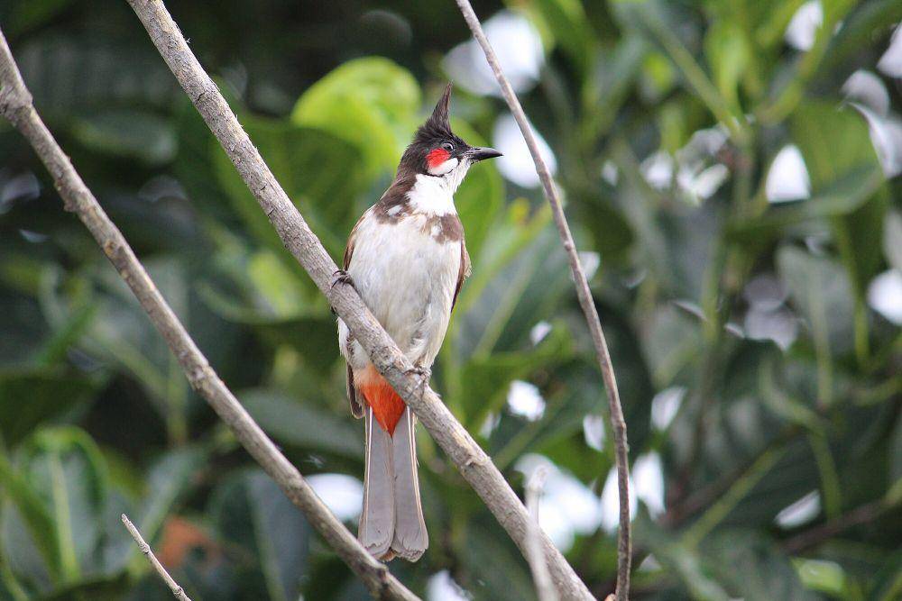 Red-whiskered bulbul (commons.m.wikimedia.org/Prashanth Dotcompals)