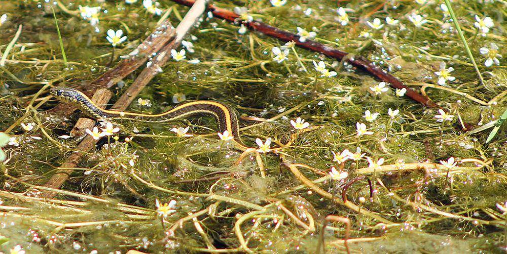 ular garter (commons.wikimedia.org/Sarah Stierch)