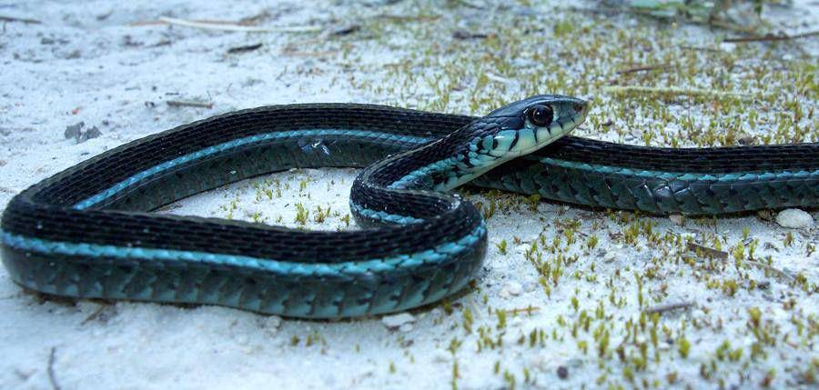 ular garter (commons.wikimedia.org/Glenn Bartolotti)