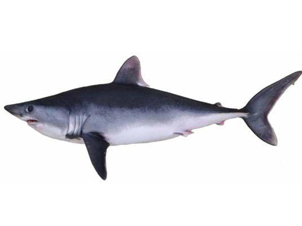 6 Fakta Hiu Porbeagle, Mampu Menjaga Suhu Tubuhnya di Perairan Dingin