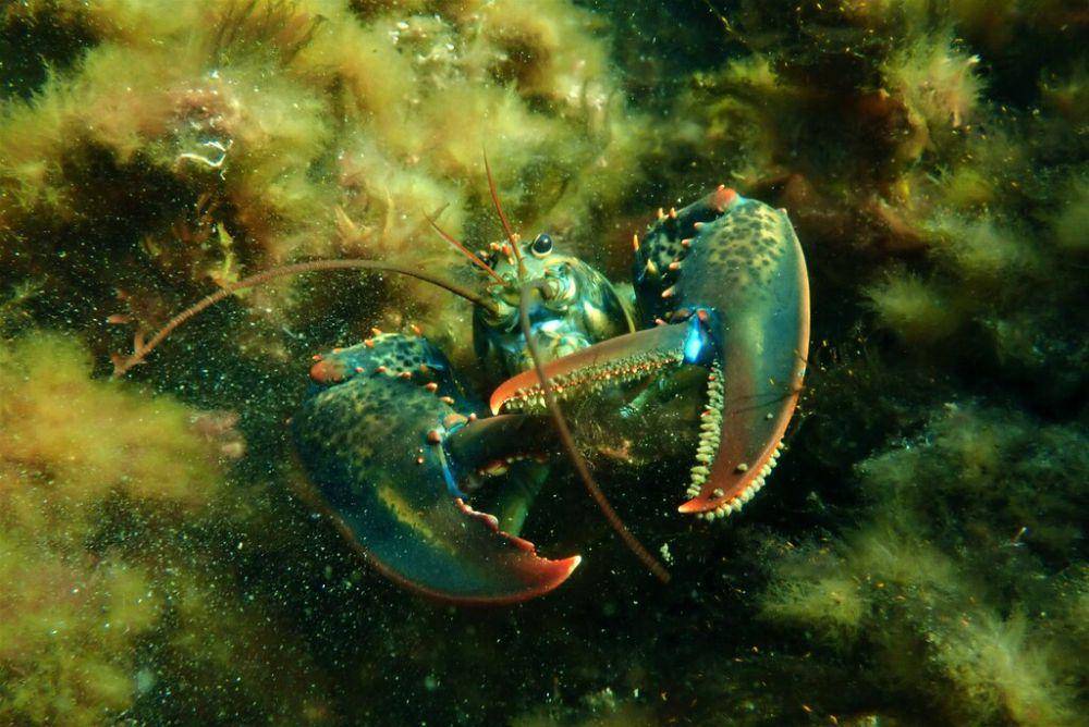 Lobster amerika (inaturalist.org/b_eddy)