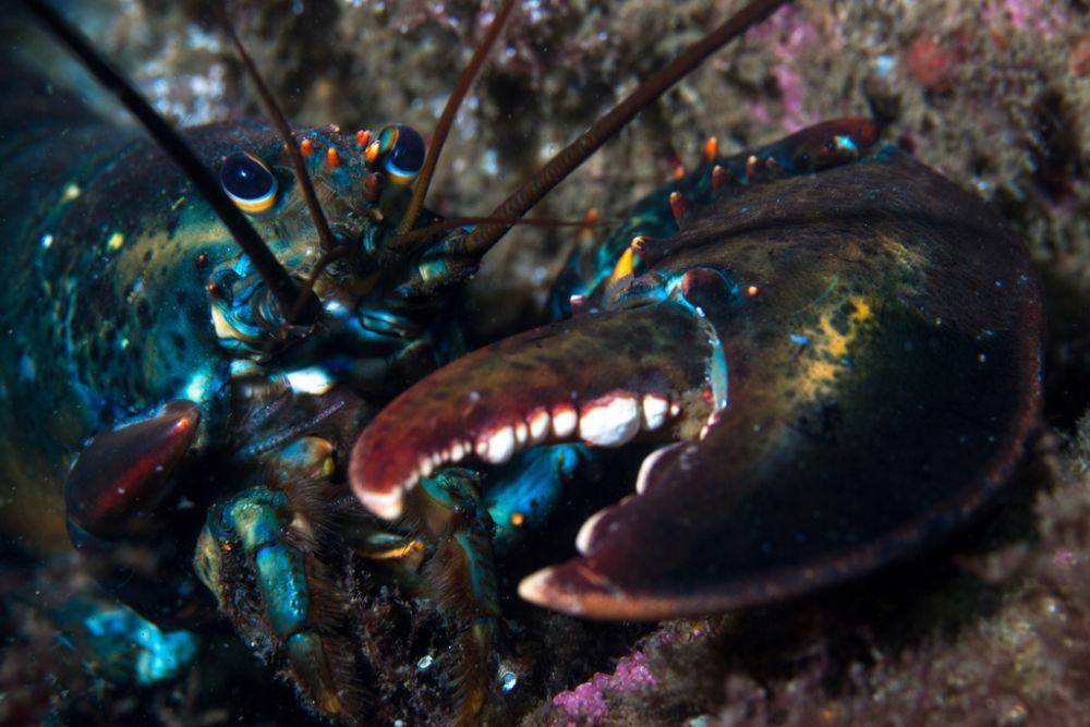 Lobster amerika (inaturalist.org/alex_shure)