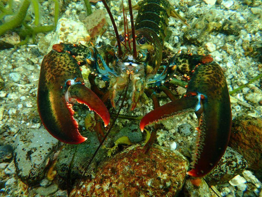 Lobster amerika (inaturalist.org/laragibson)