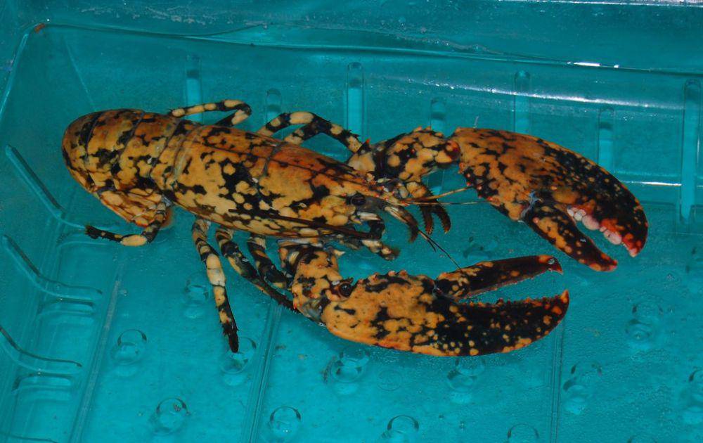 Lobster amerika (inaturalist.org/joekunk)