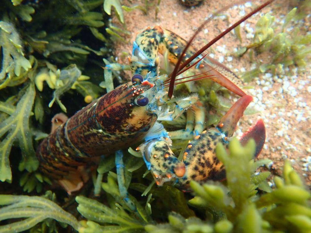 Lobster amerika (inaturalist.org/johnklymko)