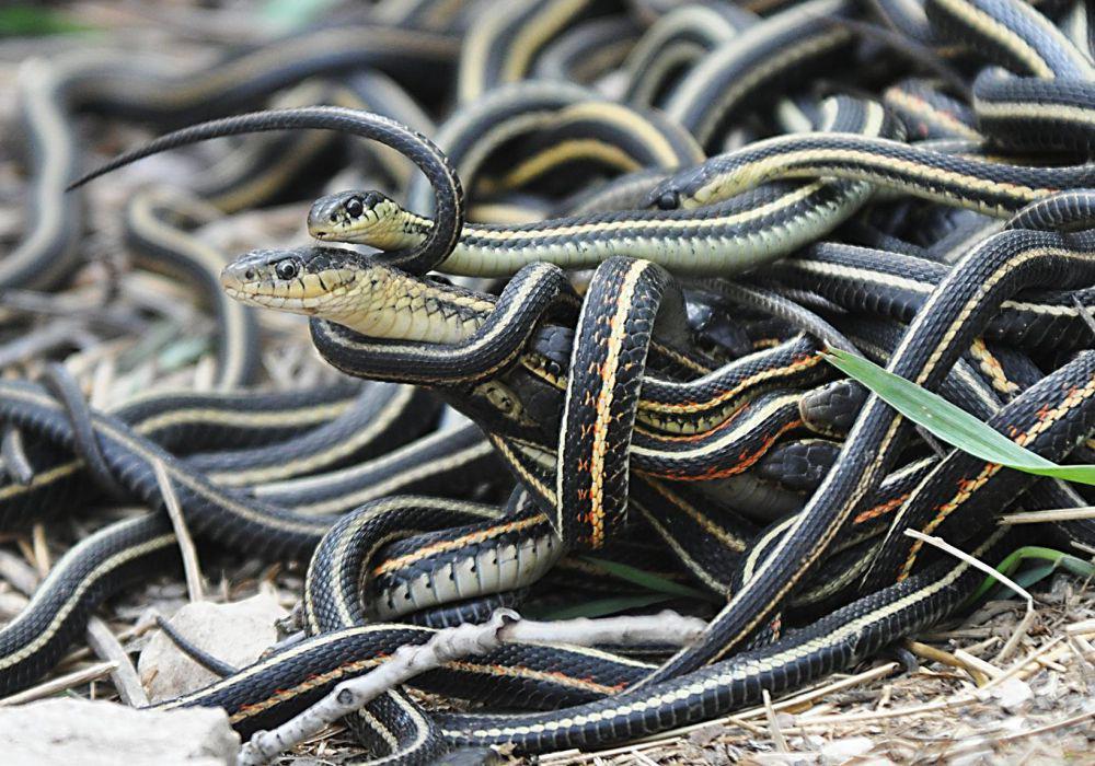 ular garter yang membentuk mating ball (commons.wikimedia.org/Oregon State University)