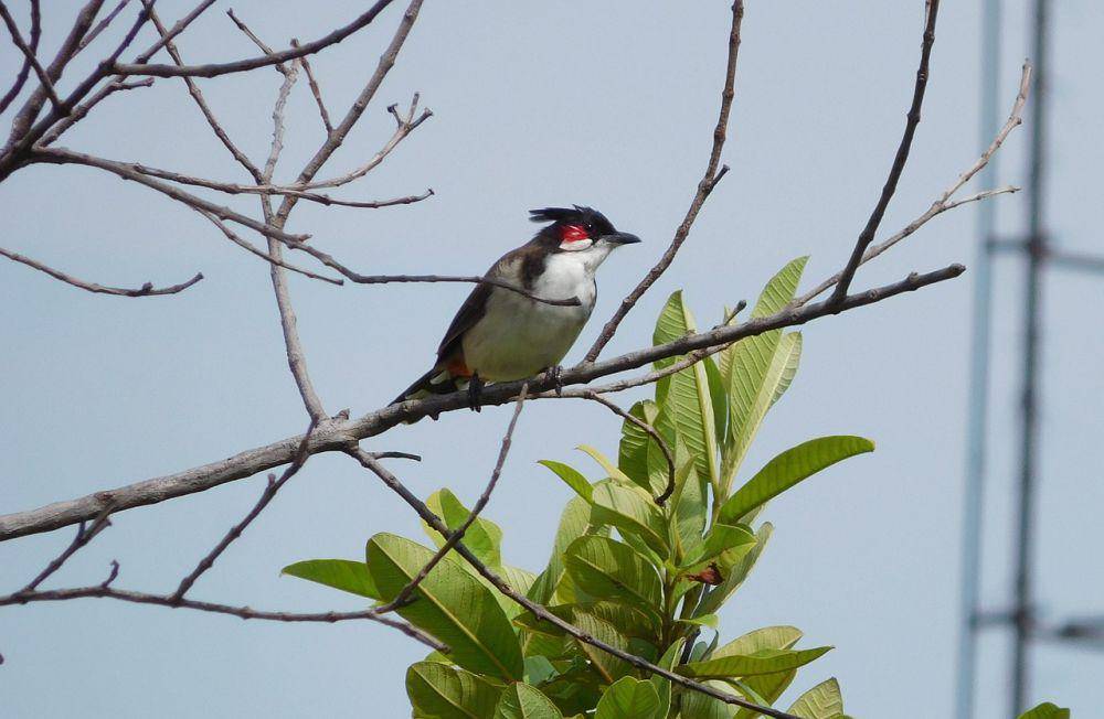 Red-whiskered bulbul (pixabay.com/Nafertiti)