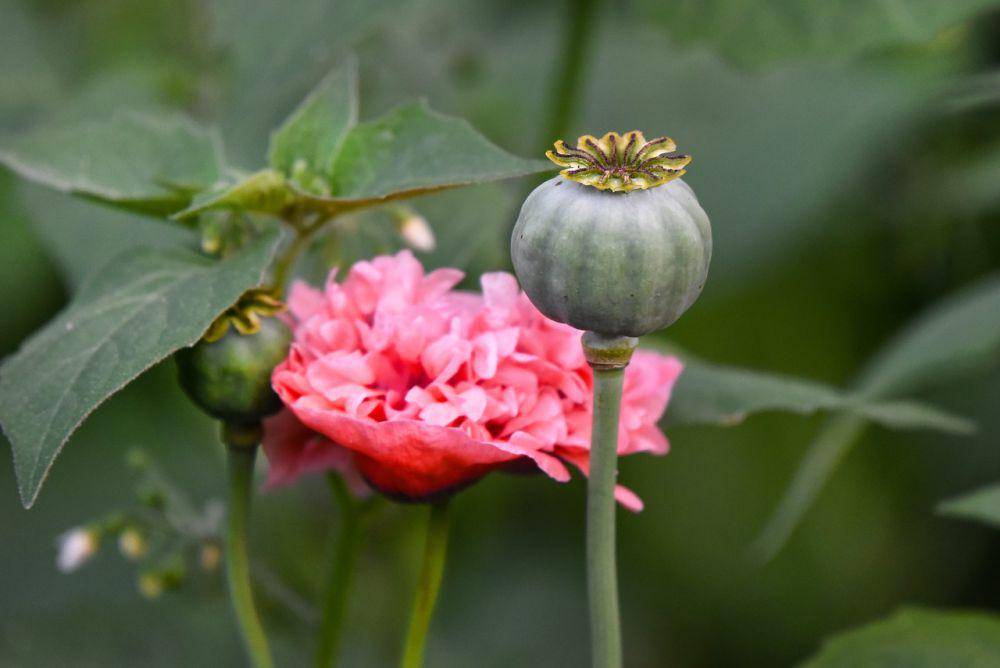 bunga popi (pixabay.com/MabelAmber)