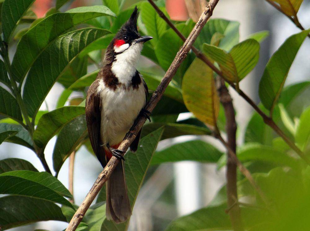 Red-whiskered bulbul (pixabay.com/Bishnu Sarangi)