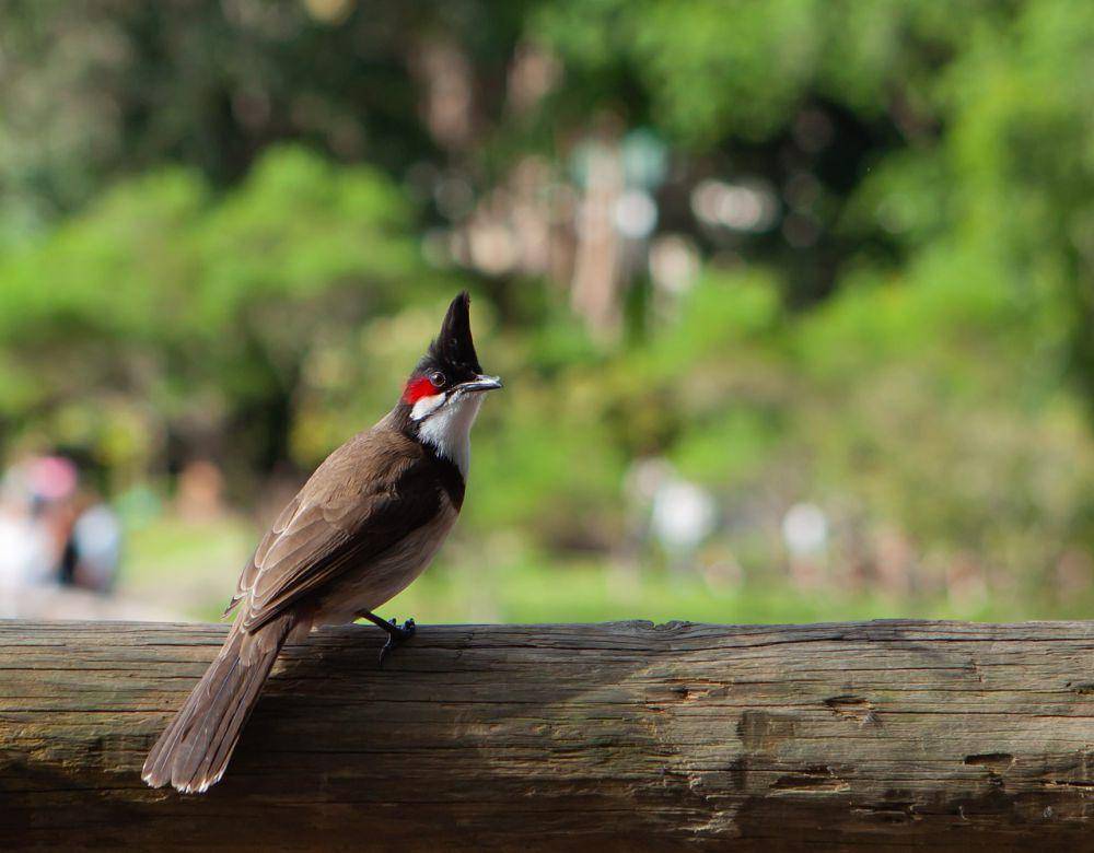 Red-whiskered bulbul (pixabay.com/Kev)